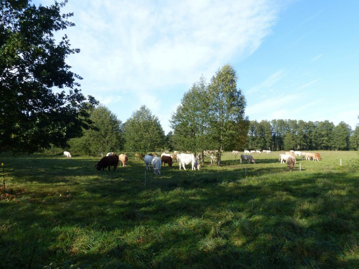Ferienwohnung Ortrand - Pension Luaran gambar